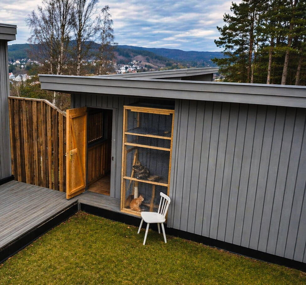 Rolig og trygt kattepass i Asker